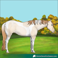 Horse Color:Smoky Grullo Pearl Tobiano Rabicano 