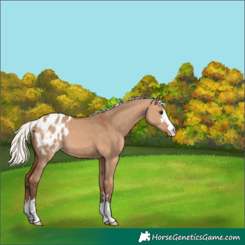 Horse Color:Silver Bay Dun Blanket 
