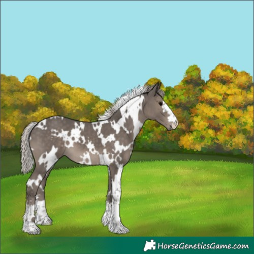Horse Color:White Spotted Silver Black 