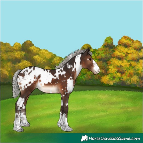 Horse Color:White Spotted Silver Brown Blanket 