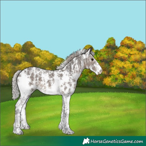 Horse Color:Silver Black Sabino 