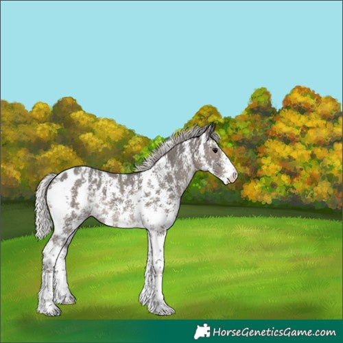 Horse Color:Silver Black Sabino Appaloosa