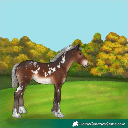 Horse Color:White Spotted Silver Brown 