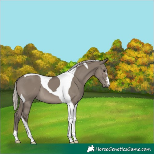 Horse Color:Silver Grullo Tobiano 