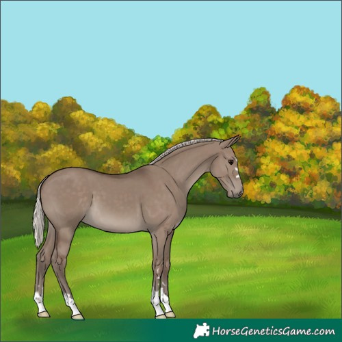 Horse Color:Silver Grullo 