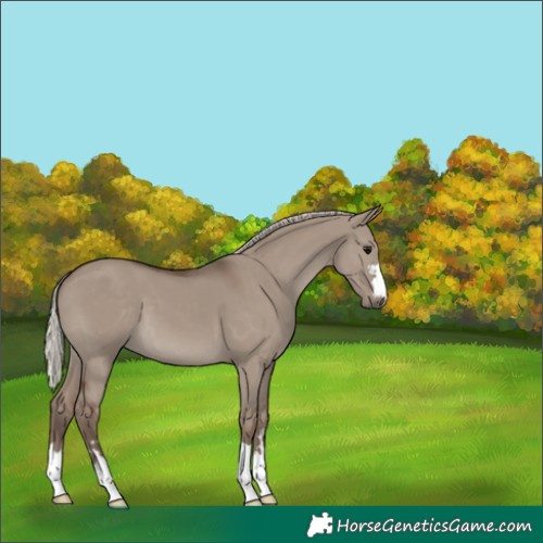 Horse Color:Silver Grullo 