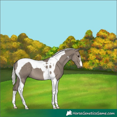 Horse Color:Silver Grullo Tobiano 