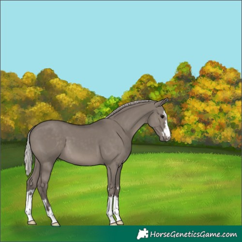 Horse Color:Silver Grullo 