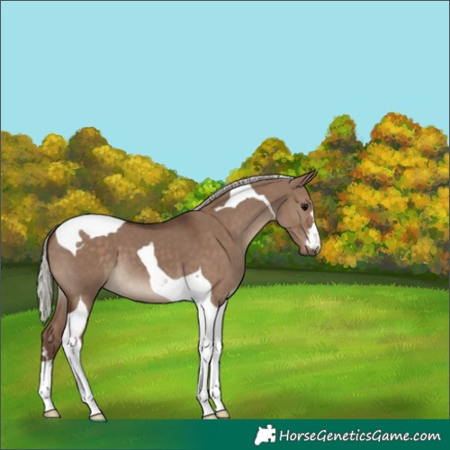 Horse Color:Silver Grullo Tobiano 