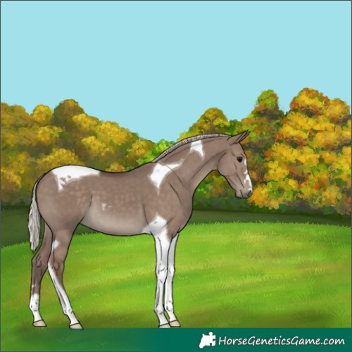 Horse Color:Silver Grullo Tobiano 