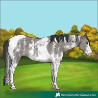 Horse Color:Grullo Sabino Tobiano 
