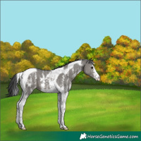 Horse Color:Grullo Sabino Tobiano