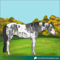 Horse Color:Black Sabino Tobiano 