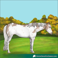 Horse Color:White Spotted Silver Brown Dun Mushroom Sabino Frame