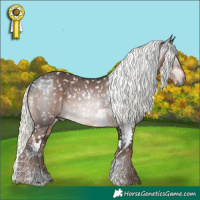 Horse Color:Gray Brown Sabino Appaloosa  and Liver Chestnut Mushroom Sabino Appaloosa 