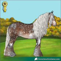 Horse Color:Gray Brown Sabino Appaloosa and Liver Chestnut Mushroom Sabino Appaloosa