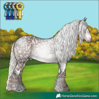 Horse Color:Gray Brown Sabino Appaloosa  and Liver Chestnut Mushroom Sabino Appaloosa 