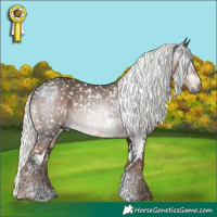 Horse Color:Gray Brown Sabino Appaloosa and Liver Chestnut Mushroom Sabino Appaloosa