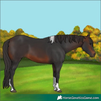 Horse Color:Brown Tobiano