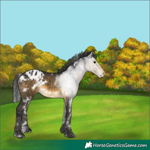 Horse Color:White Spotted Buckskin Blanket 
