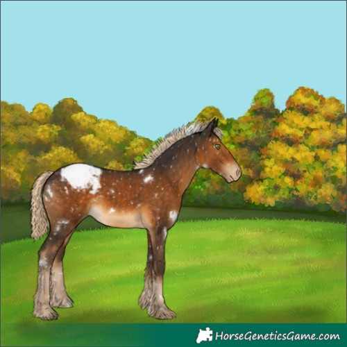Horse Color:White Spotted Chocolate Palomino Snowcap 