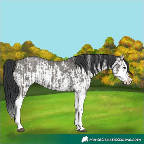Horse Color:Grullo Sabino Splash  and Grullo Sabino Splash 