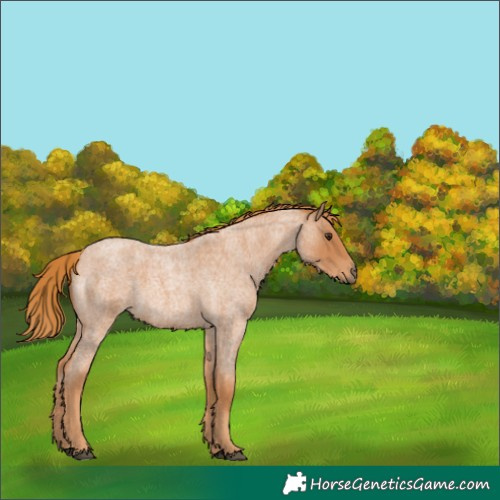 Horse Color:Red Roan 