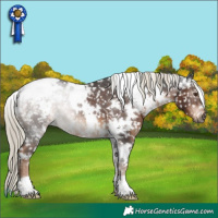 Horse Color:Gray White Spotted Liver Chestnut Mushroom Appaloosa