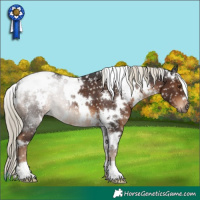 Horse Color:Gray White Spotted Liver Chestnut Mushroom Appaloosa