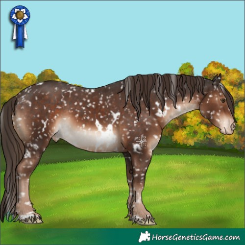 Horse Color:White Spotted Liver Chestnut Appaloosa 