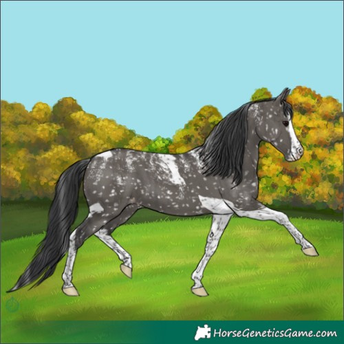 Horse Color:Powder White Grullo Splash Tobiano Appaloosa Brindle 