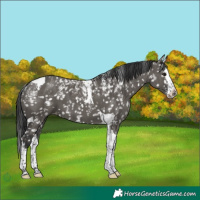 Horse Color:Powder White Grullo Splash Tobiano Appaloosa Brindle