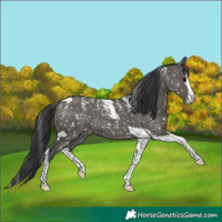 Horse Color:Powder White Grullo Splash Tobiano Appaloosa Brindle 