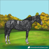 Horse Color:Powder White Black Tobiano Appaloosa