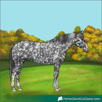 Horse Color:Powder White Black Tobiano Appaloosa