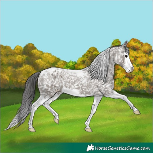 Horse Color:Powder White Grullo Splash Appaloosa 