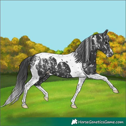 Horse Color:Powder White Black Tobiano Appaloosa 
