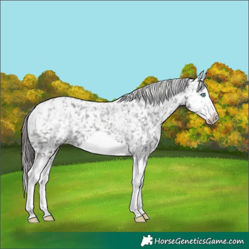 Horse Color:Powder White Black Splash Frame Snowflake Varnish