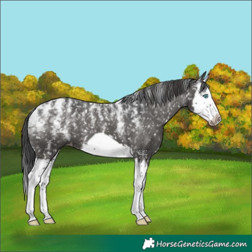 Horse Color:Powder White Black Splash Frame Appaloosa 