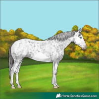 Horse Color:Powder White Black Splash Frame Appaloosa 