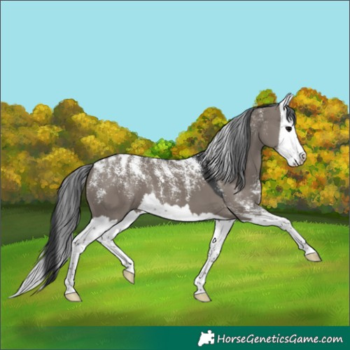 Horse Color:Powder White Grullo Splash 