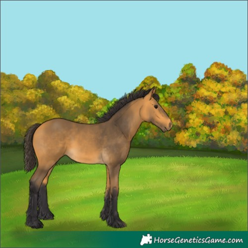 Horse Color:Buckskin