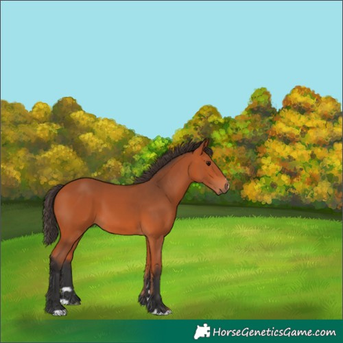 Horse Color:Bay 