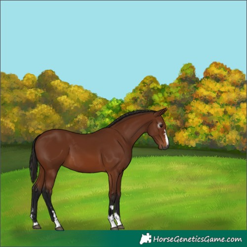 Horse Color:Gray Bay 