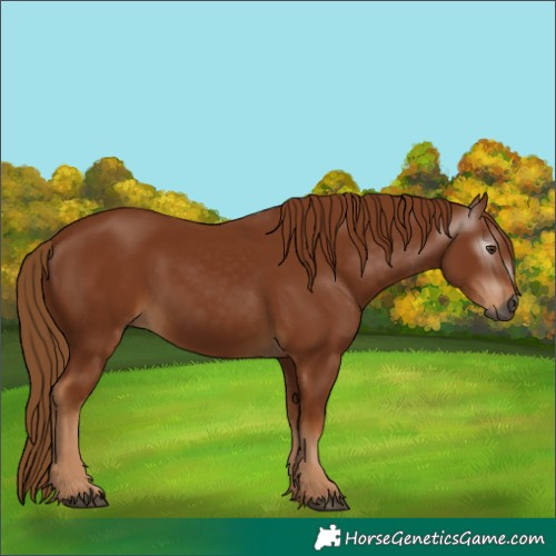 Horse Color:Gray Chestnut 