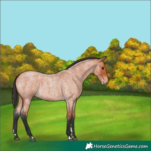 Horse Color:Bay Roan 