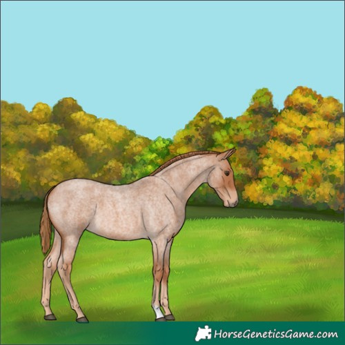 Horse Color:Red Roan 