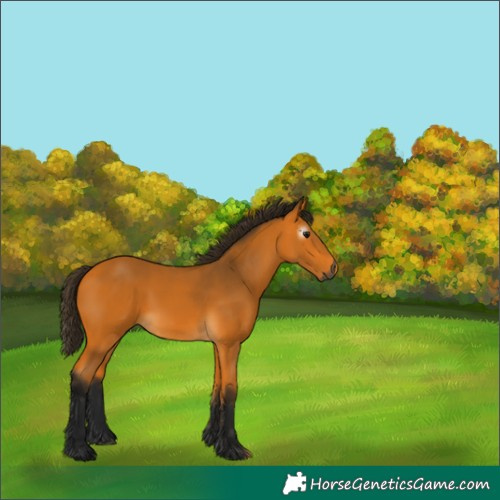 Horse Color:Gray Buckskin