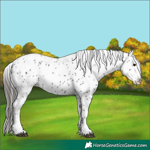 Horse Color:Black Appaloosa 