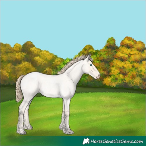 Horse Color:Perlino Roan Dun 